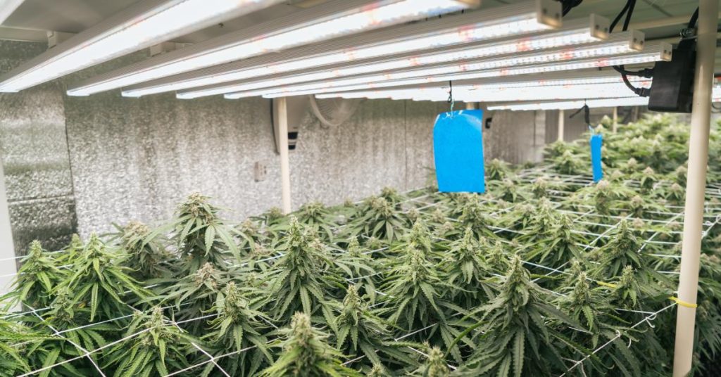 A large indoor cannabis grow room has several plants. The room has LED lights to control the environment.