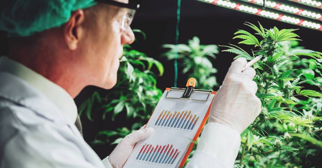 A scientist examining cannabis leaves in a grow room. He has a clipboard with cannabis lab test results.