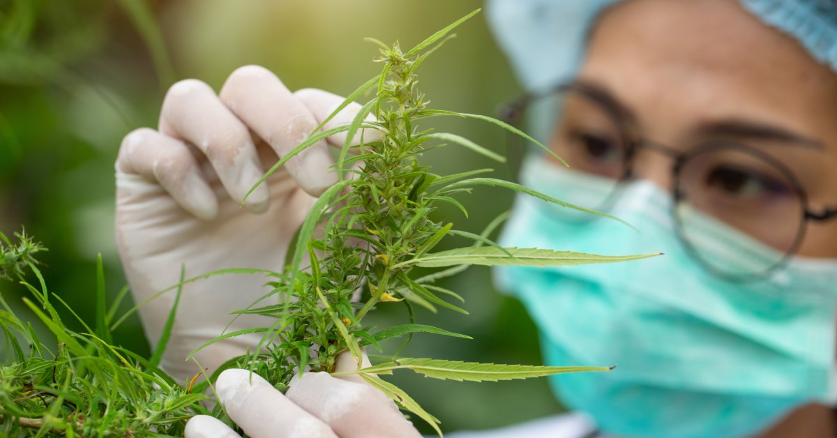 Close-up of a person wearing gloves and a mask examining cannabis leaves. The person is also wearing glasses and a hair net.