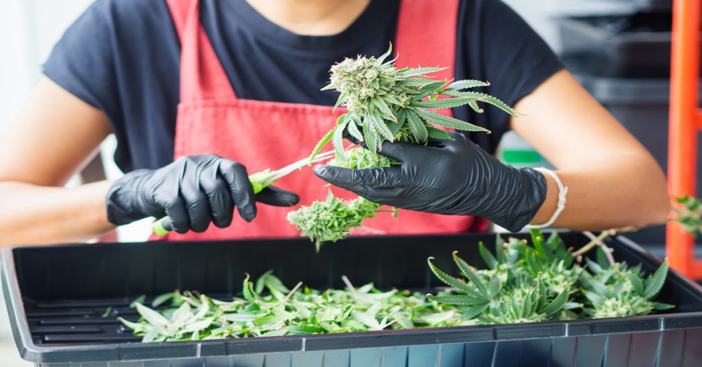 Close-up of someone trimming cannabis leaves into a tray. The person wears a red apron and black gloves.