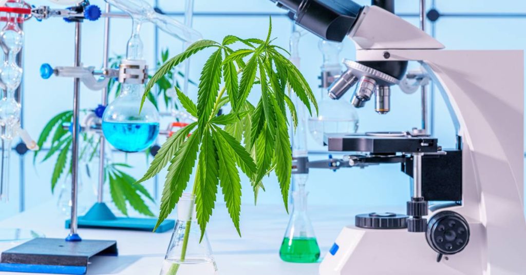 A large cannabis plant leaf sits in a glass beaker on a table. A microscope and other lab equipment are nearby.