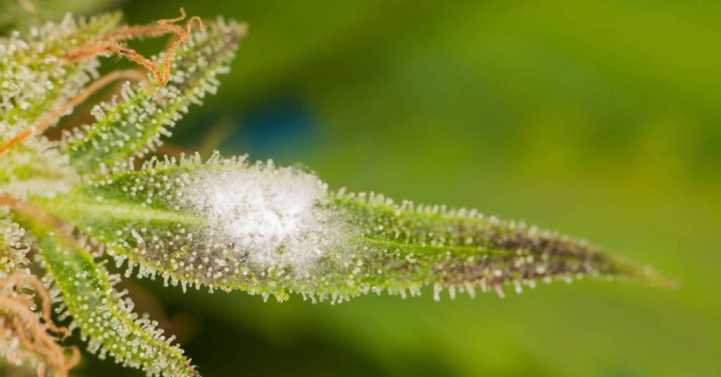 Close-up of a cannabis leaf with white mold. The leaf also has tiny, white specs on the surface and corners.