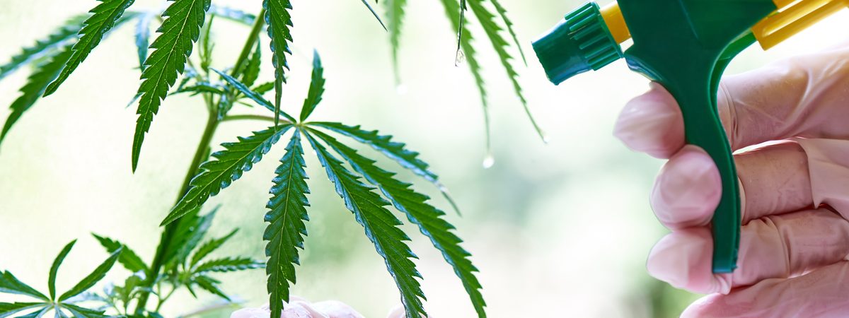 A hand wearing gloves holds a spray bottle. Someone is spraying cannabis leaves with pesticides.