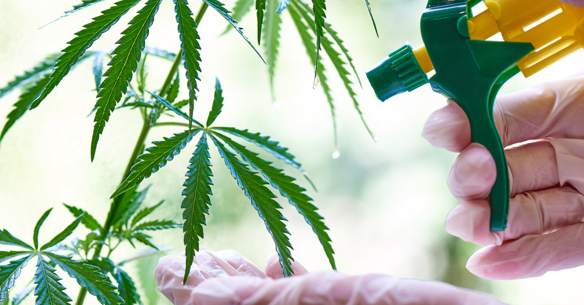 A hand wearing gloves holds a spray bottle. Someone is spraying cannabis leaves with pesticides.