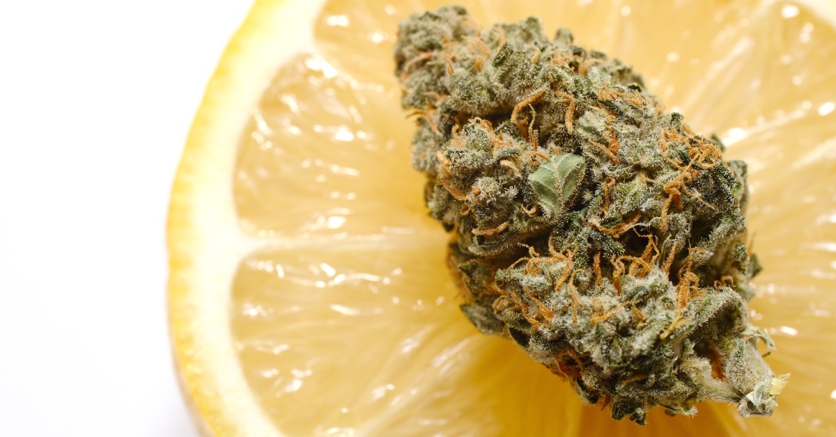 A cannabis bud on a lemon. The lemon suggests the cannabis terpene profile is Limonene, which has a zesty aroma.