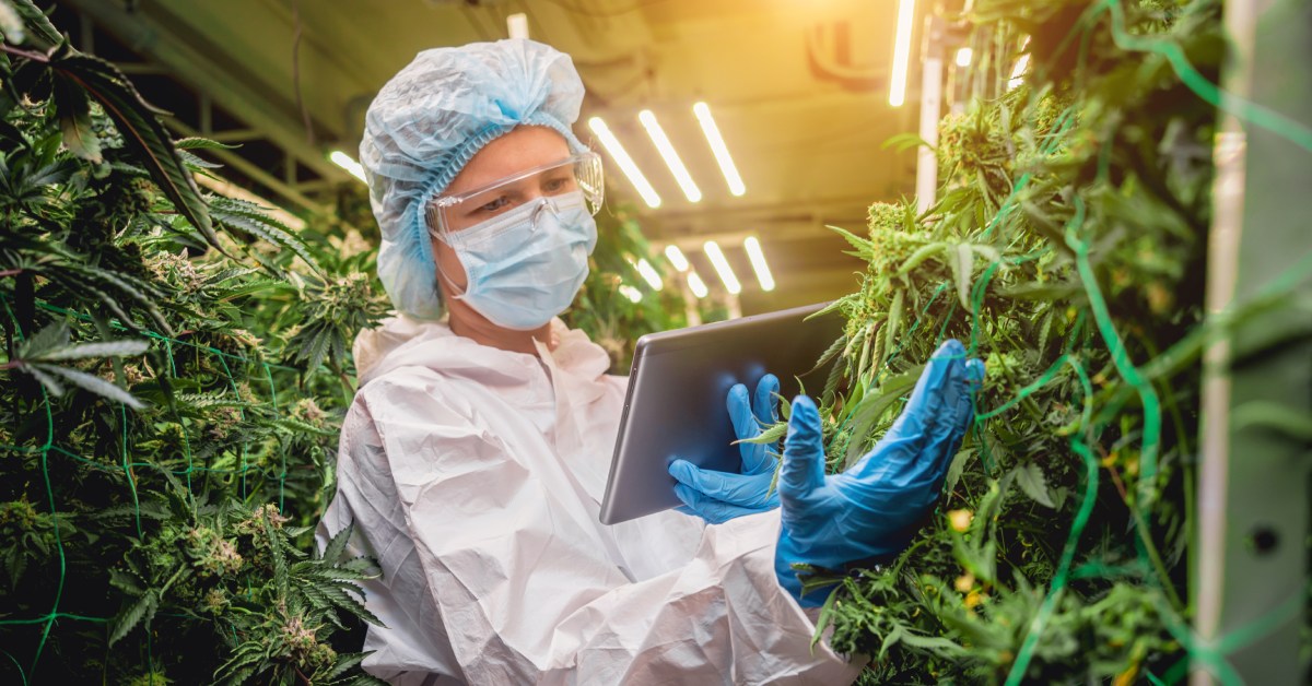 A scientist standing in a green room wearing protective gear. She’s analyzing cannabis leaves while holding a tablet.