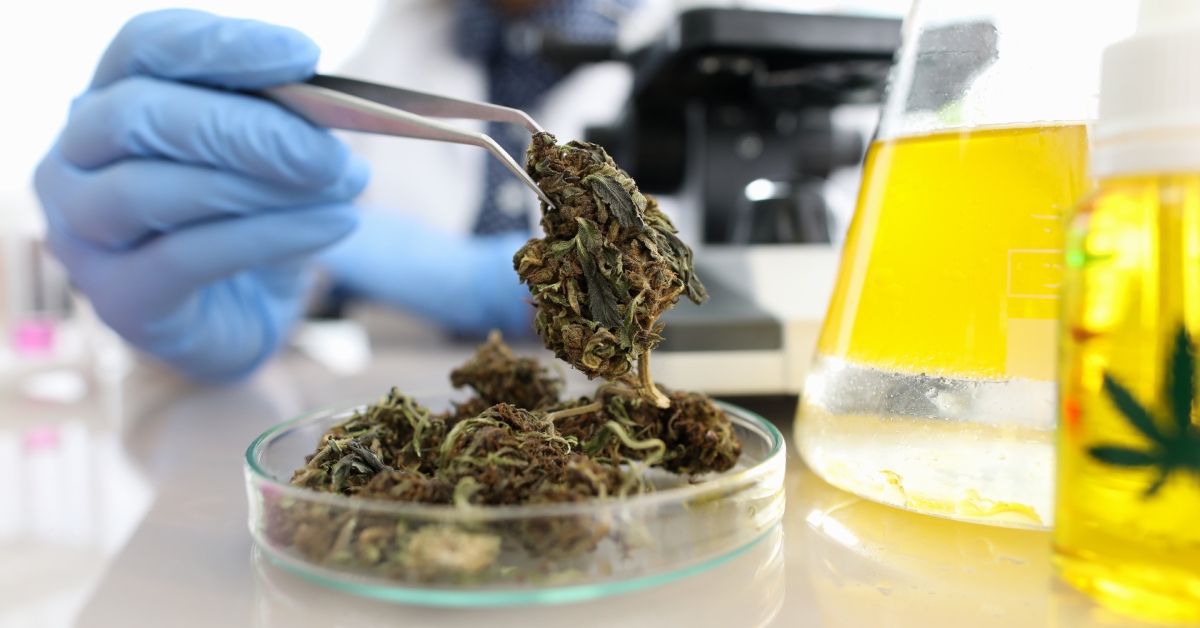 A laboratory technician using a pair of tweezers to pick up a sample of a cannabis product from a testing dish.