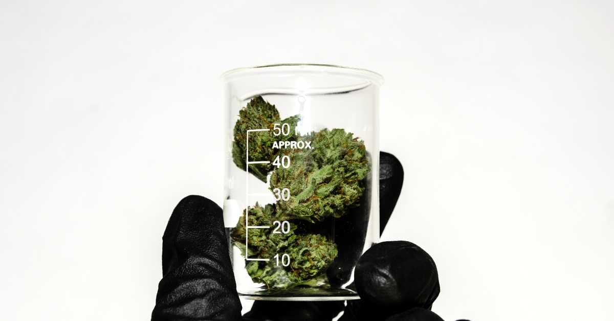 A gloved hand holding a small beaker filled with samples of a cannabis product that is ready for laboratory testing.