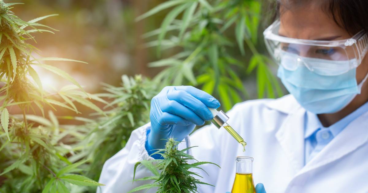 A qualified cannabis scientist dressed in a lab coat examining hemp oil extract samples for contaminants.