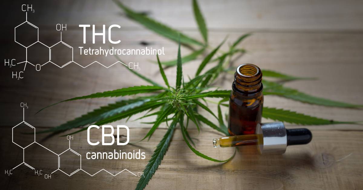 Cannabis leaves next to a bottle of cannabis extract. There’s also an infographic with the “THC” and “CBD” chemical formula.