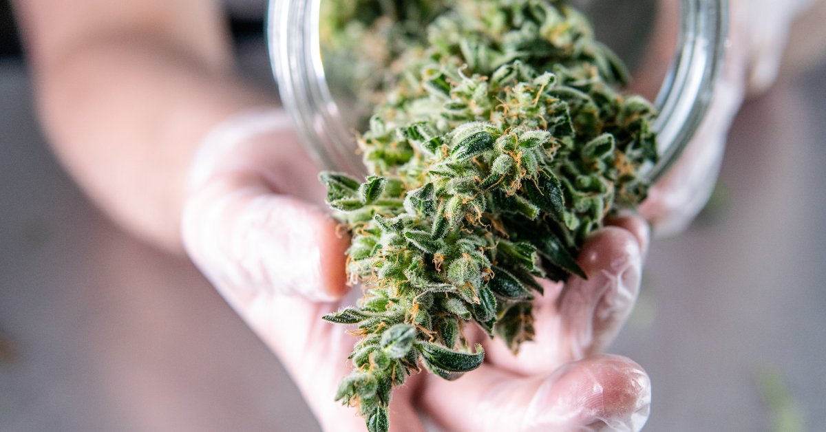 Close-up of a hand with clear gloves taking cannabis bud out of a jar. The bud is green with orange specs.
