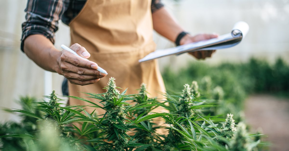 A man holds a clipboard and pen while pointing to a cannabis flower. He's wearing a plaid shirt and brown apron.