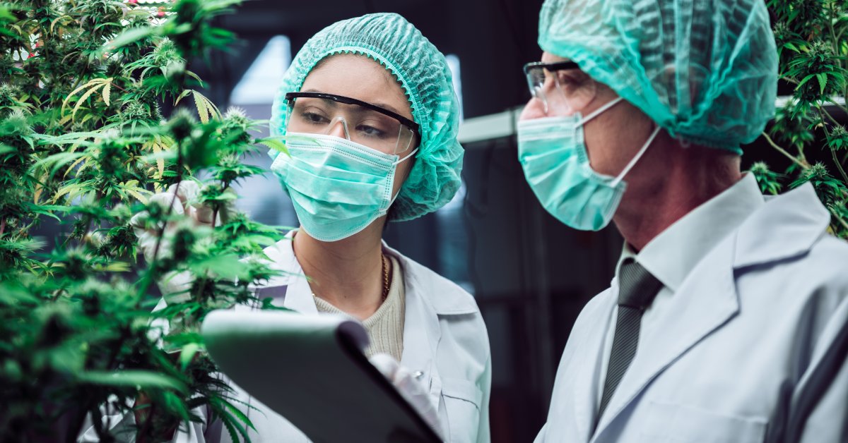 A man and woman wearing lab gear examine cannabis plants. The man holds a clipboard, and the woman touches the plant.