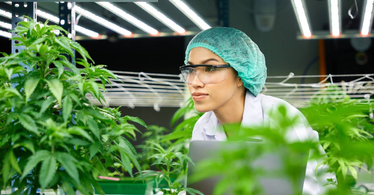 A woman scientist wears lab gear and examines cannabis leaves. She's inside a grow room and near a silver laptop.