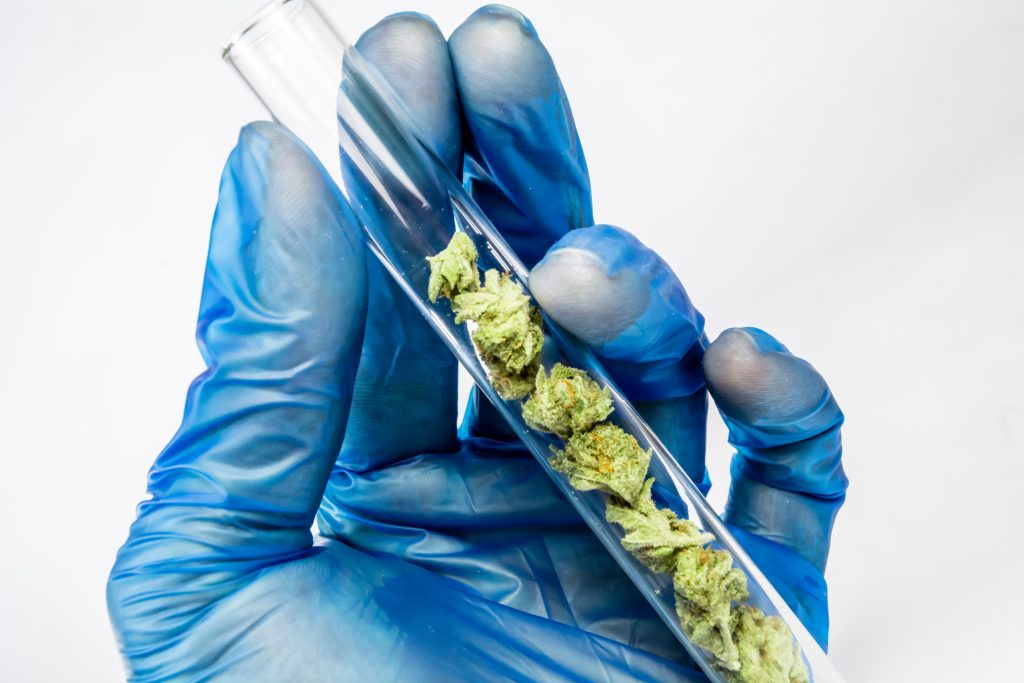 A hand wearing a blue glove and holding a glass tube with cannabis buds in it. The background is white.