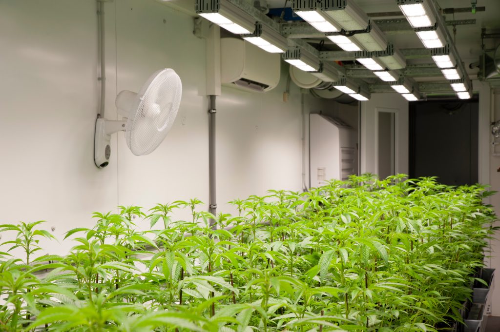 A cannabis grow room with a fan and air conditioner on the wall. The cannabis plants sit in rows on a table.