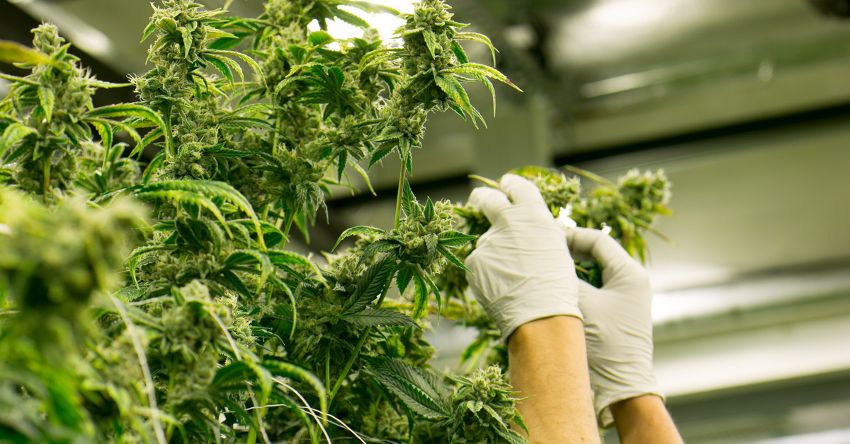 Indica vs. Sativa: What Does the Cannabis Science Tell Us