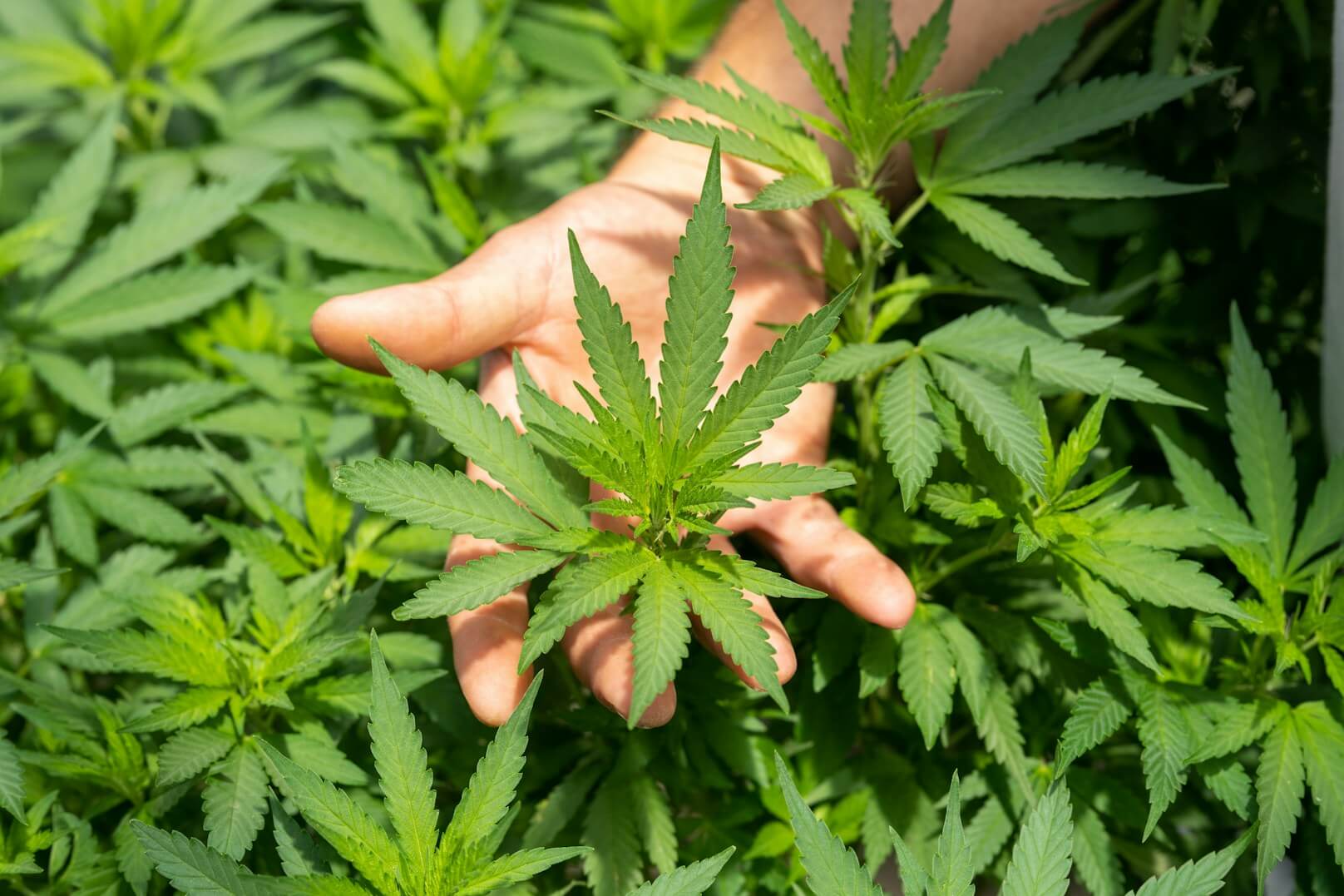 How Cbd Works The Science Behind Cannabidiol And Its Effects On The