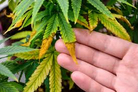 heat degradation in cannabis