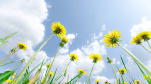 weeds in the sun